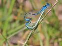 Coenagrion scitulum (Dainty Damselfly) in cop 3.JPG